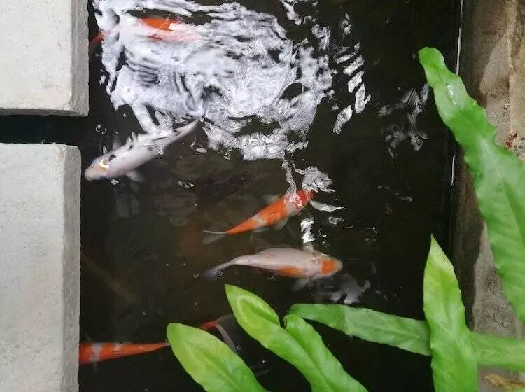 پانسیون Ao Apartment