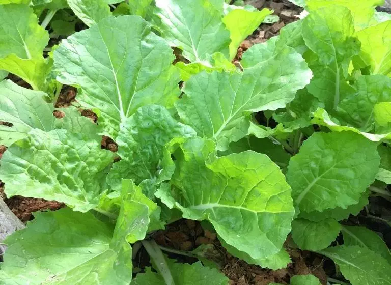 Majatalo Bann Rai Klai Weang Homestay