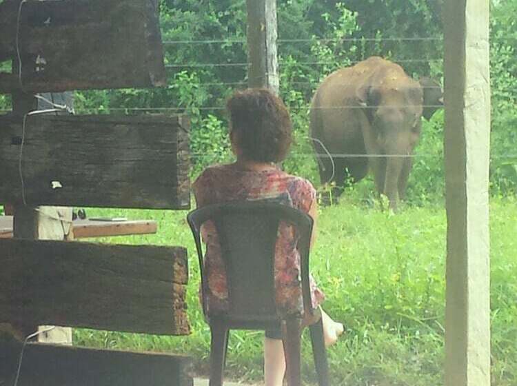 Greenwood Udawalawa Safari Resort