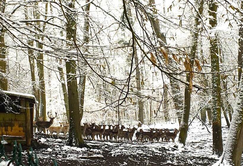 בית מלון כפרי Château Des Forgets