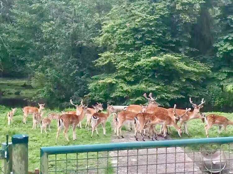 בית מלון כפרי Château Des Forgets