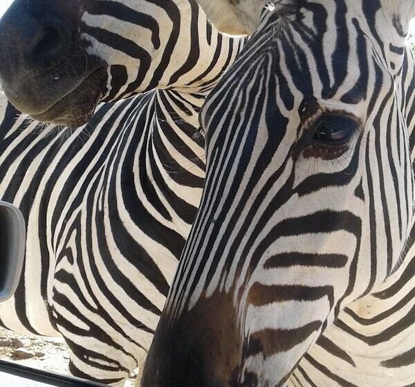 هتل Warthogs Safari Camp