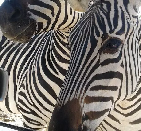 Hotelli Warthogs Safari Camp