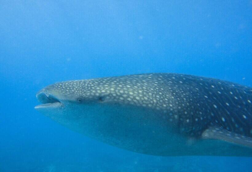 هتل La Cabana Maldives