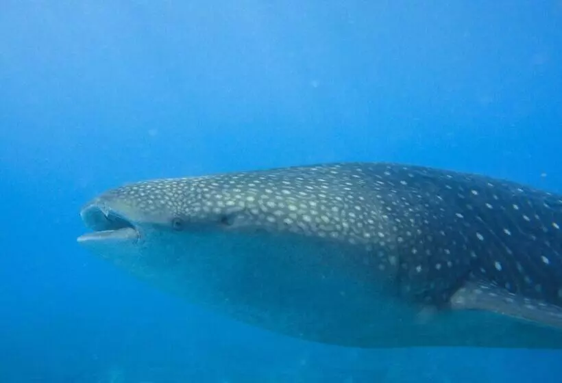 هتل La Cabana Maldives