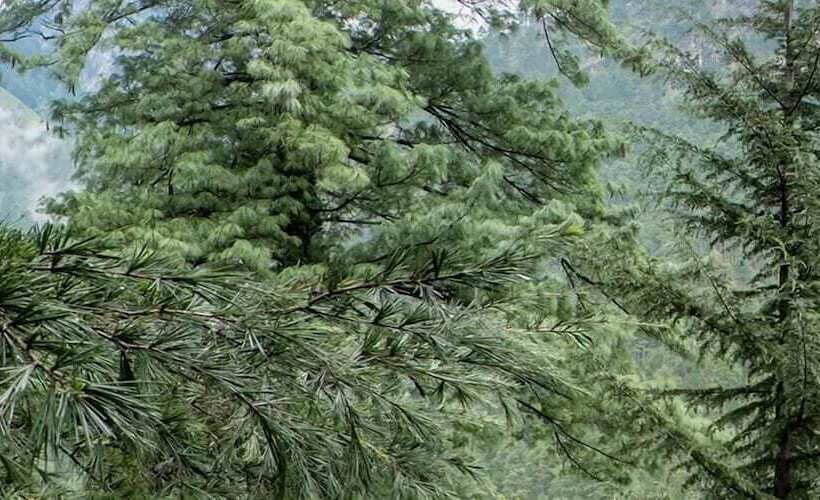 هتل Parvati Kuteer