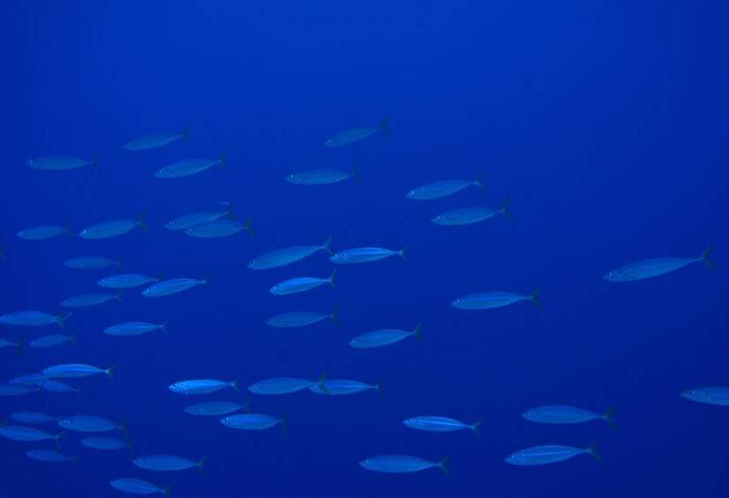 پانسیون Marina Boutique