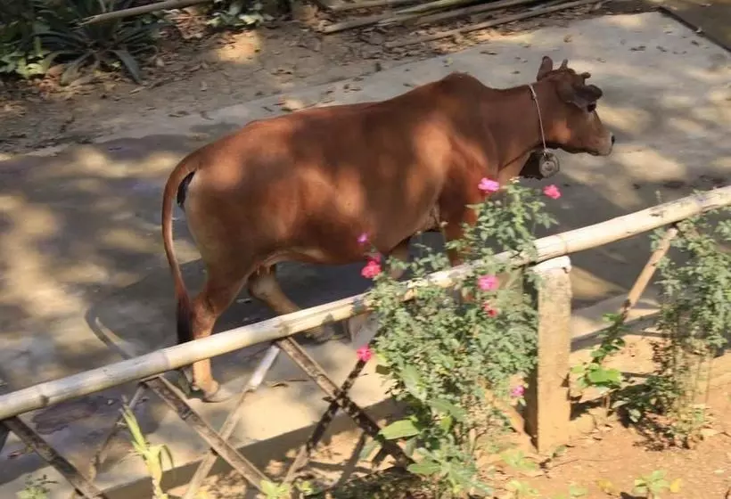 پانسیون Eco Homestay Mai Chau   Venuestay