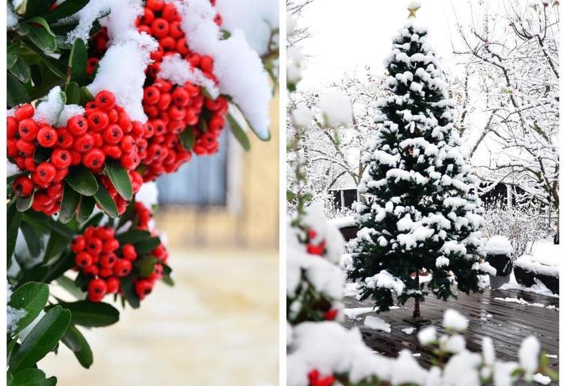 بنسيون Stupina