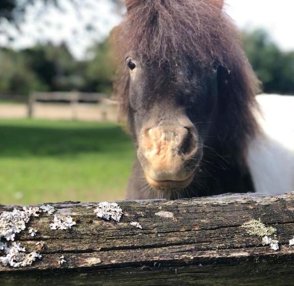 هتل La Ferme De Durbuy