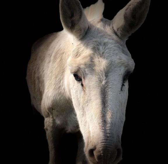 هتل La Ferme De Durbuy