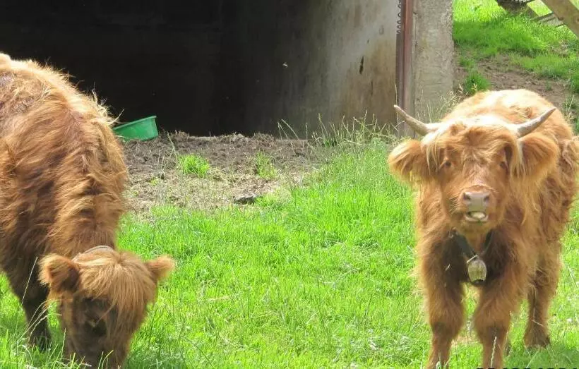 Majatalo Wäldebauernhof