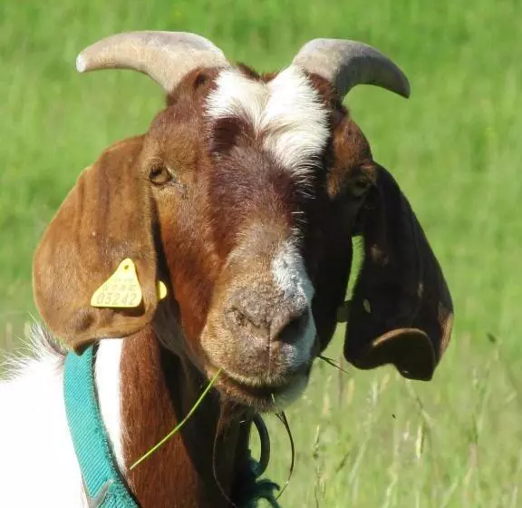 Majatalo Wäldebauernhof