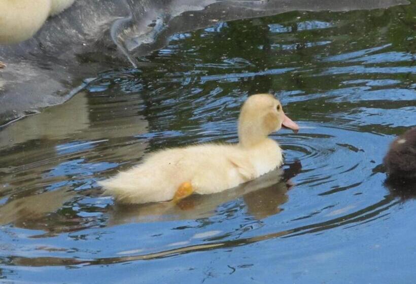 펜션 Wäldebauernhof