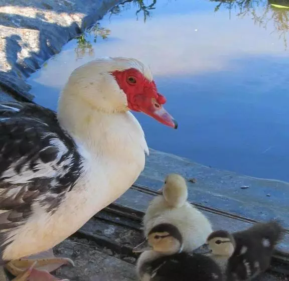 Majatalo Wäldebauernhof