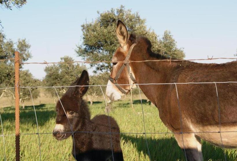 פנסיון Agro Turismo Monte Da Galega