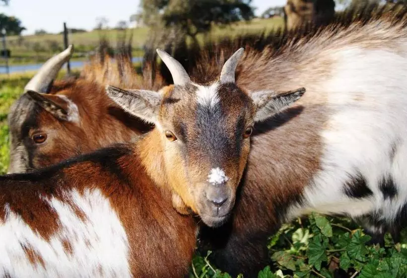 ペンション Agro Turismo Monte Da Galega