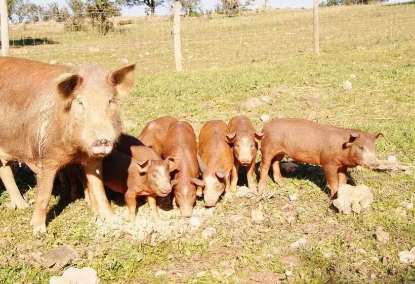 ペンション Agro Turismo Monte Da Galega