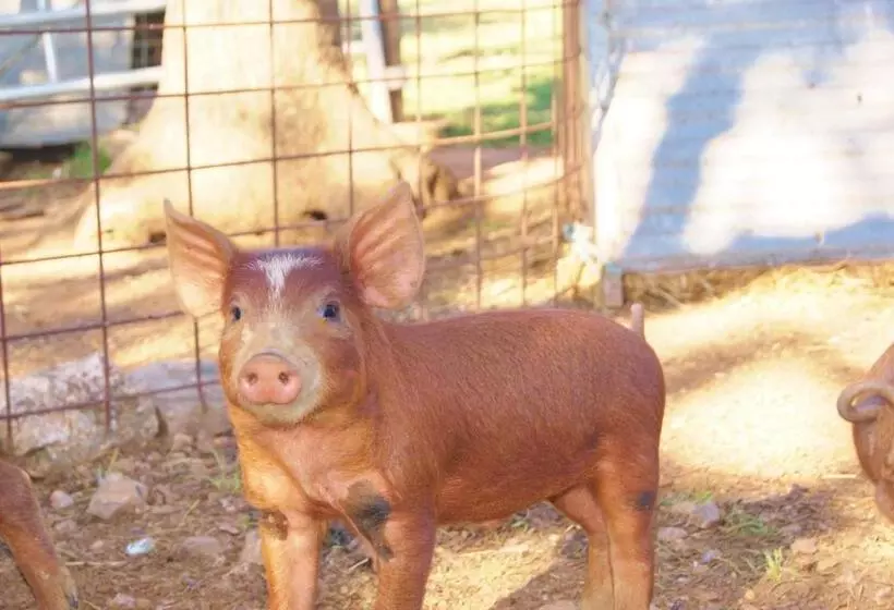 ペンション Agro Turismo Monte Da Galega