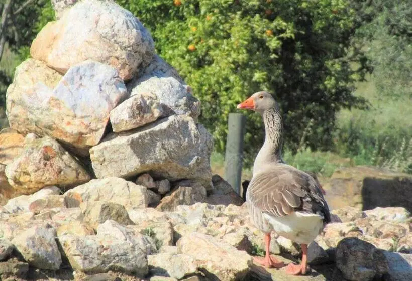 ペンション Agro Turismo Monte Da Galega