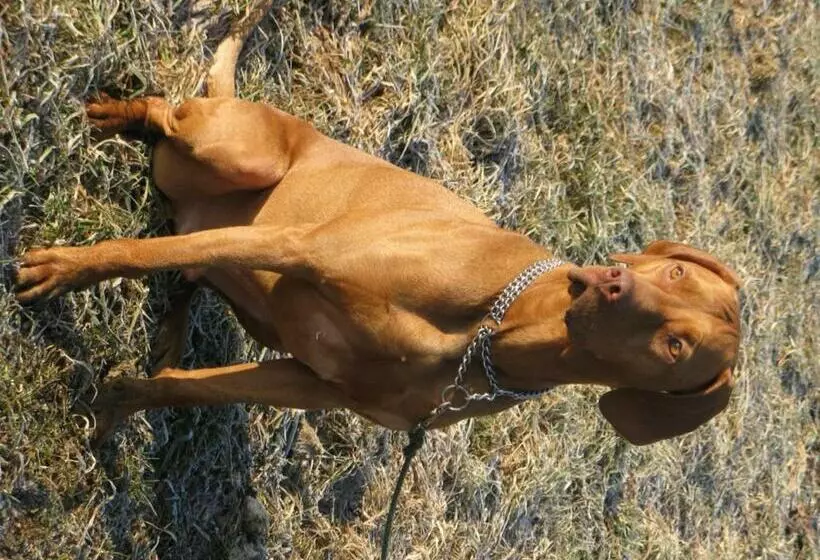 پانسیون Gasthof Laggner