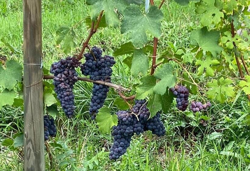 בית מלון כפרי Casa Boffa