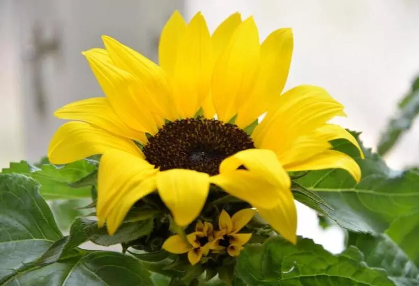 Onkel Enkels Pensionat