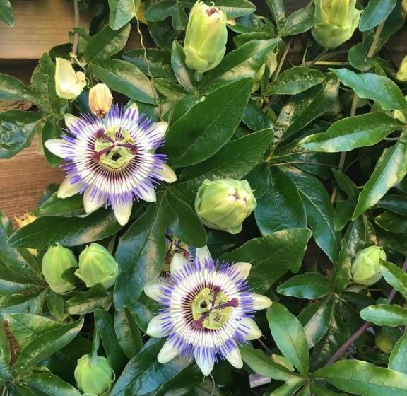 旅馆 B&b De Wadvaarder