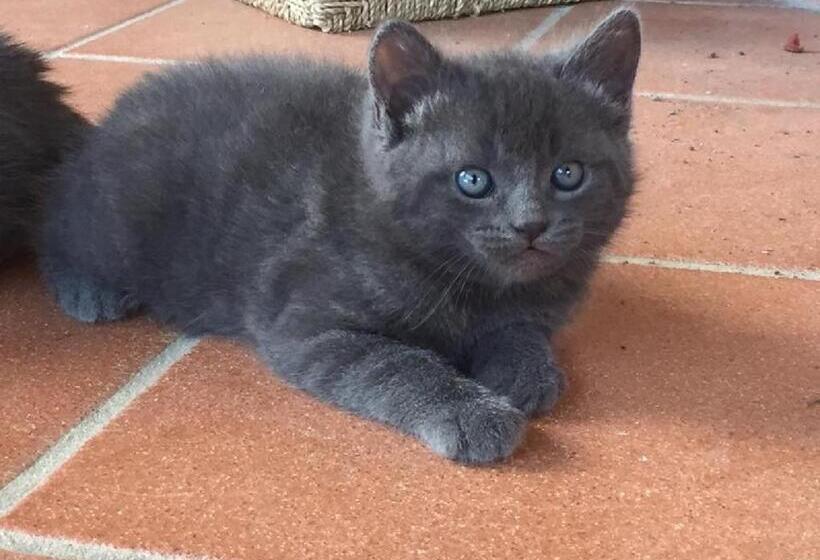 בית מלון כפרי Agriturismo Le Cascatelle