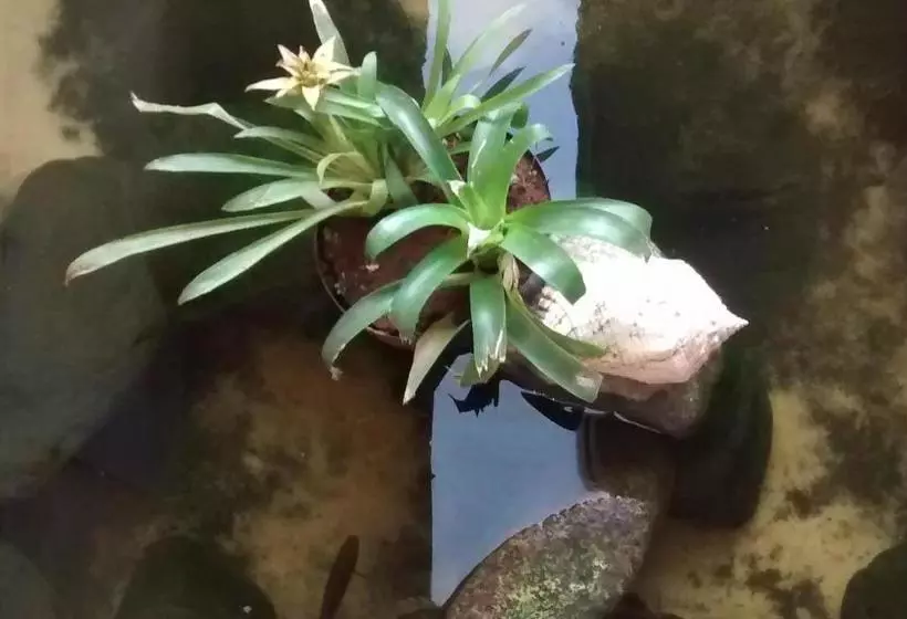 ペンション Pousada Do Tié