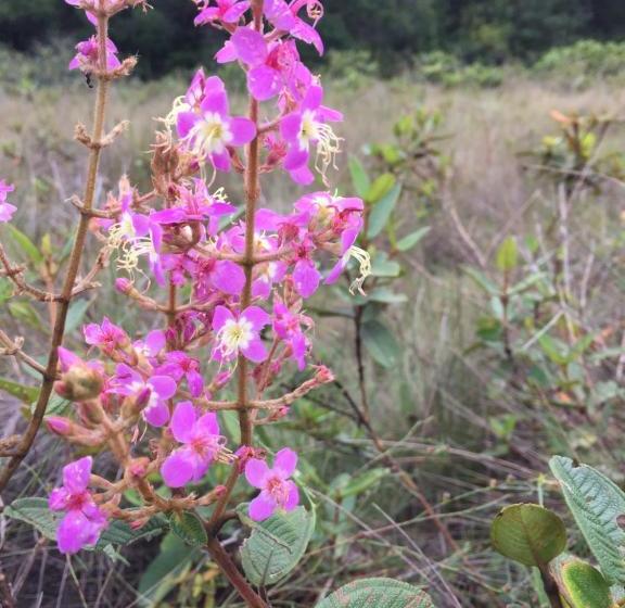 پانسیون Pousada Jardim Da Chapada