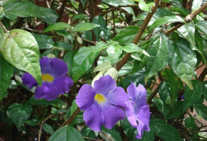 پانسیون Pousada Jardim Da Chapada