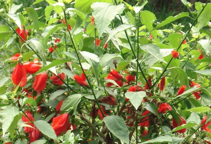 پانسیون Pousada Jardim Da Chapada