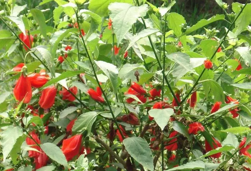 ペンション Pousada Jardim Da Chapada