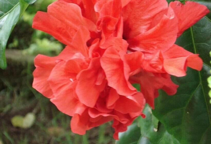 پانسیون Pousada Jardim Da Chapada