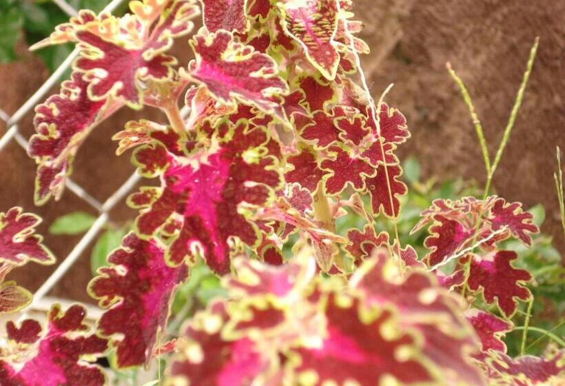 پانسیون Pousada Jardim Da Chapada