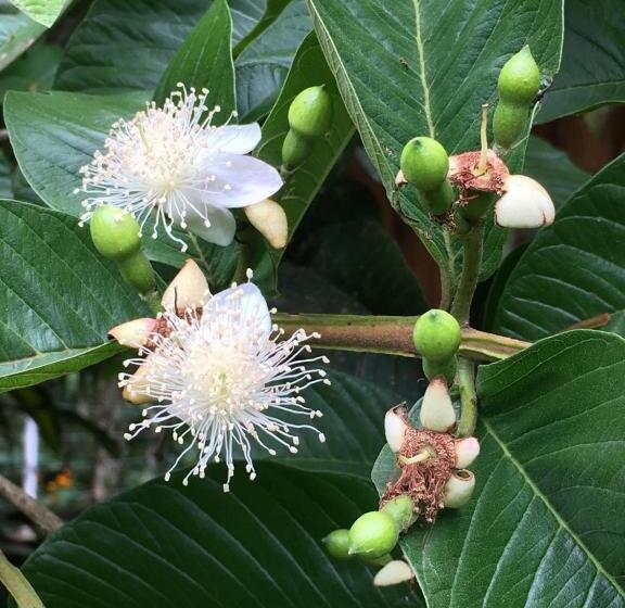 פנסיון Recanto Suíço