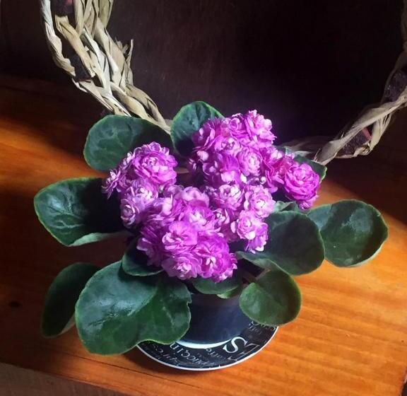 פנסיון Recanto Suíço