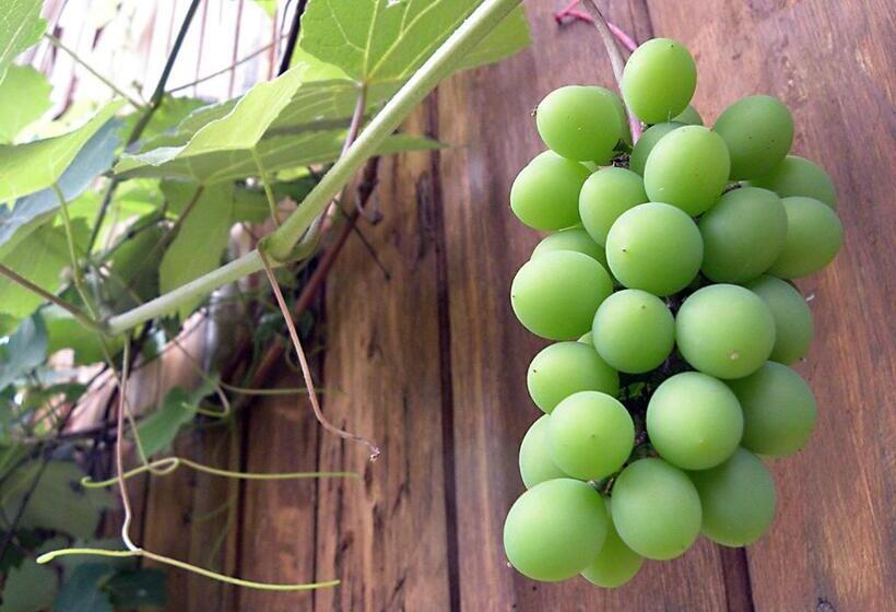 פנסיון Recanto Suíço