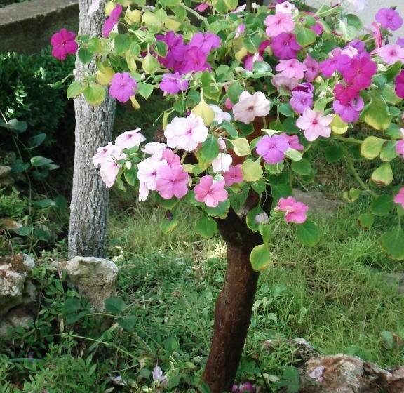 פנסיון Villa Exotica