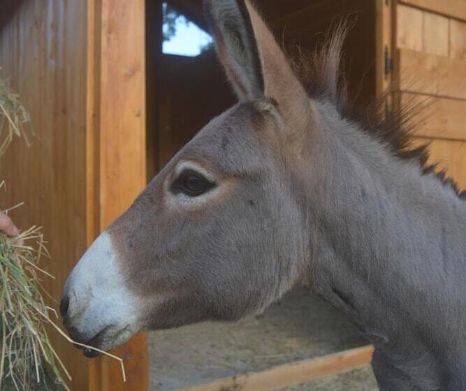 هتل Podere Delle Fanciulle