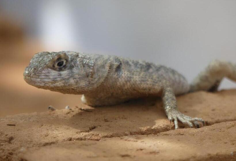 ペンション Pousada O Refúgio