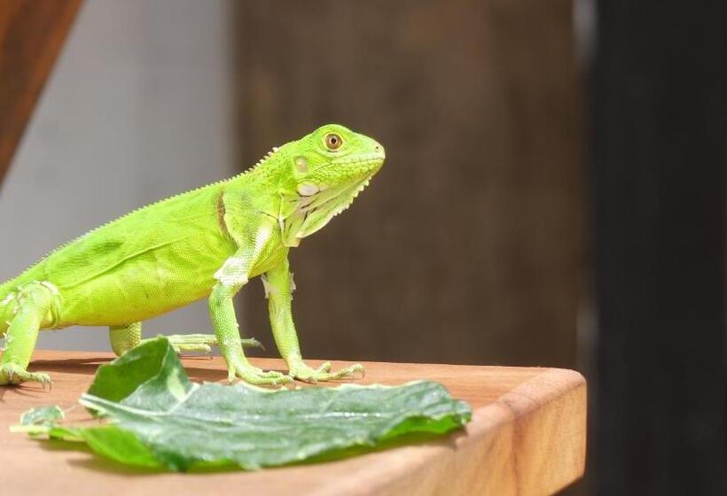 ペンション Pousada O Refúgio