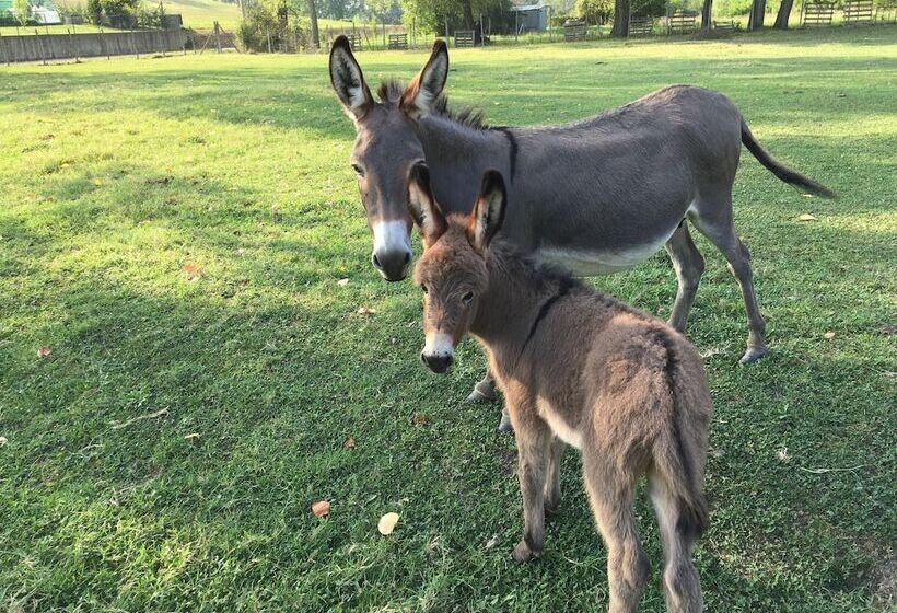 فندق Agriturismo Relais Il Bricco