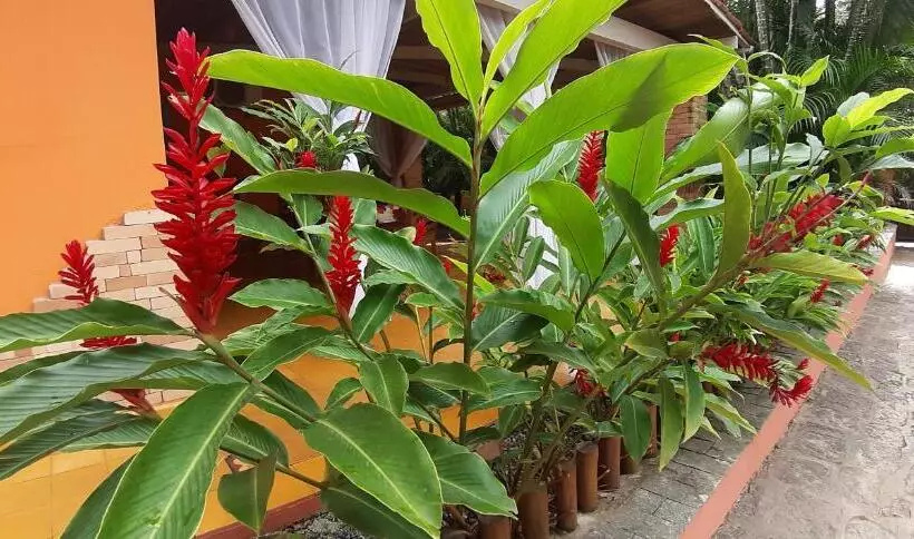 ペンション Pousada Canoa Caiçara Ilhabela