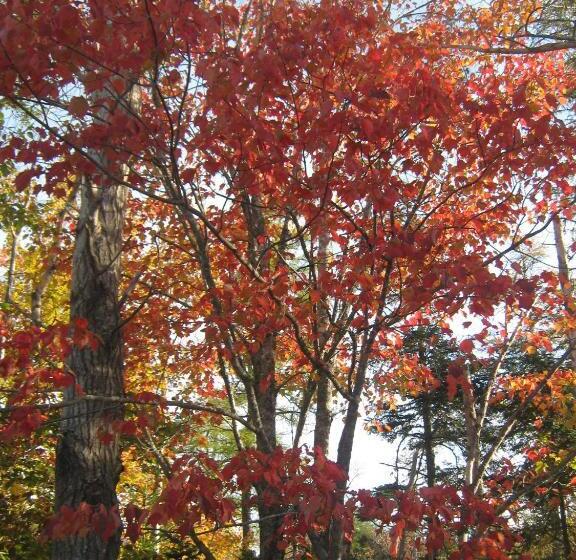 旅馆 Sherbrooke Village Inn