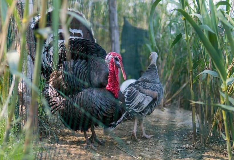 בית מלון כפרי Agriturismo De Santis