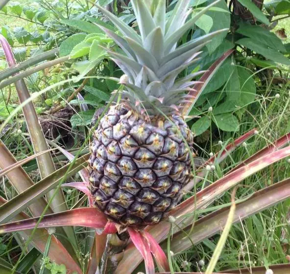 Majatalo Heavenly Hana Paradise