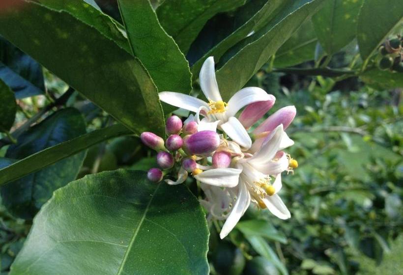 פנסיון Heavenly Hana Paradise