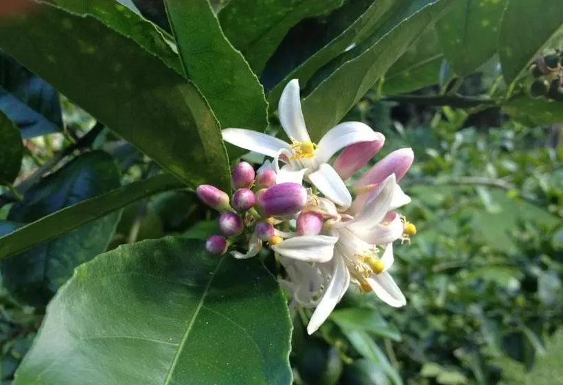 Majatalo Heavenly Hana Paradise